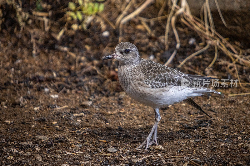 Pluvier argenté (Pluvialis squatarola)，灰色千鸟或黑腹千鸟，Chorlito Gris。